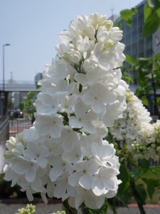 フローラ1953　0518-003